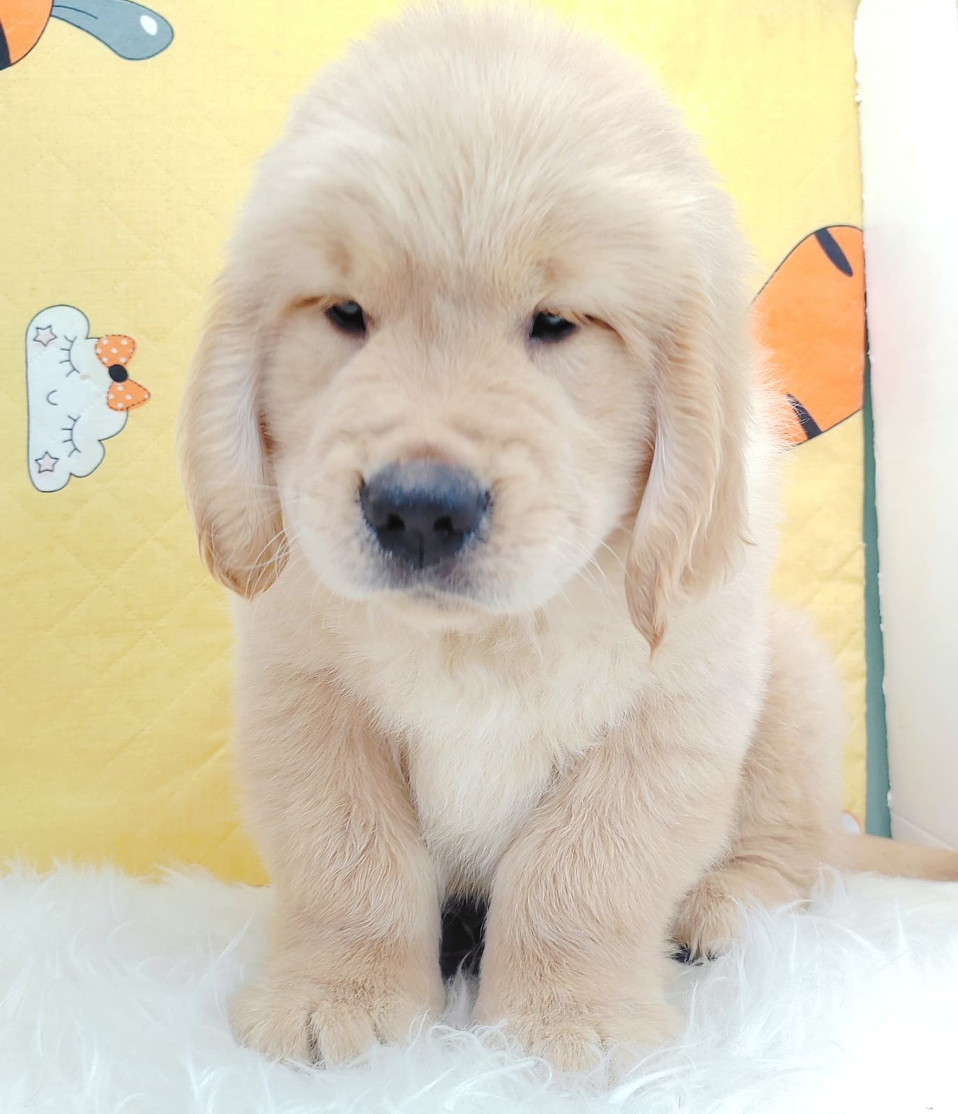 Golden Retriever 黄金猎犬