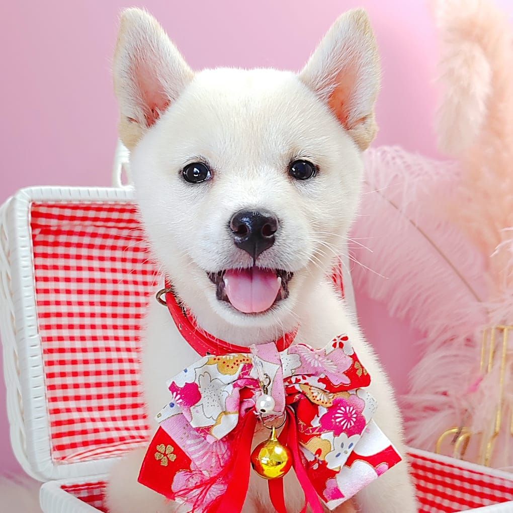 Shiba Inu 柴犬