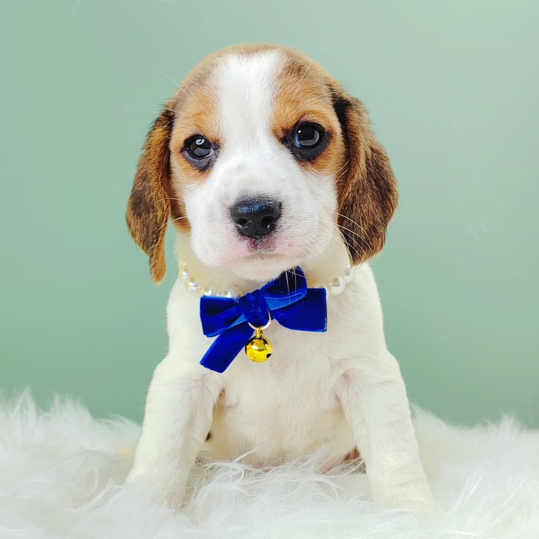 Beagle 米格鲁