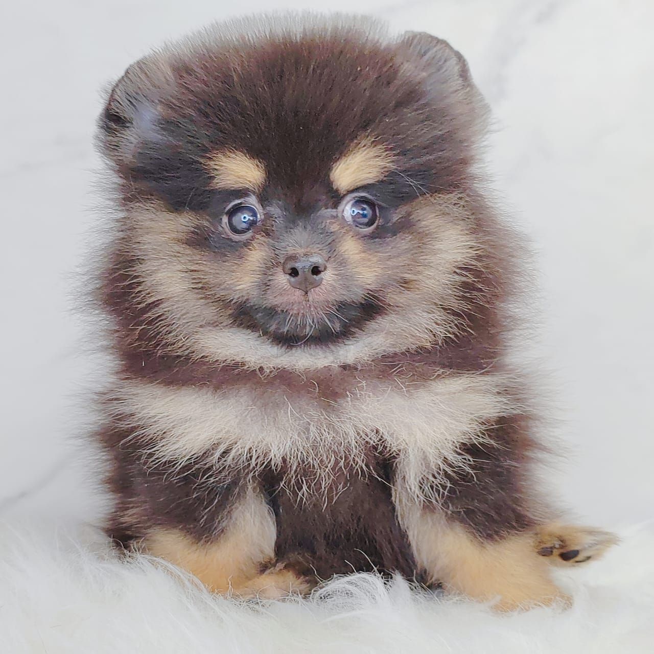 Pomeranian 博美