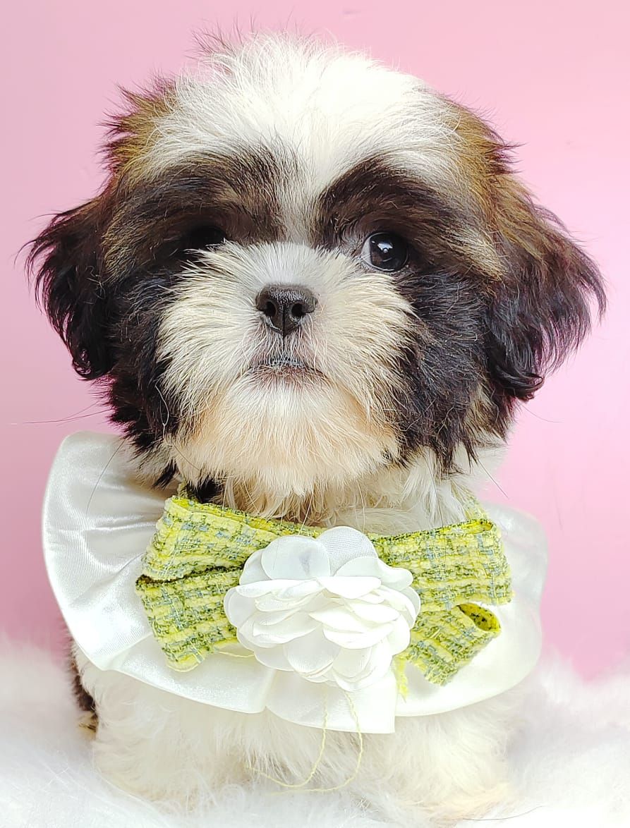Shih Tzu 西施
