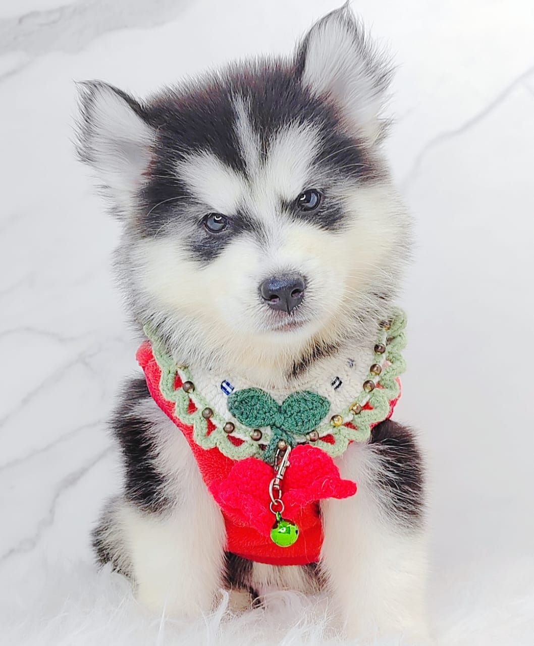 Pomsky 博士奇