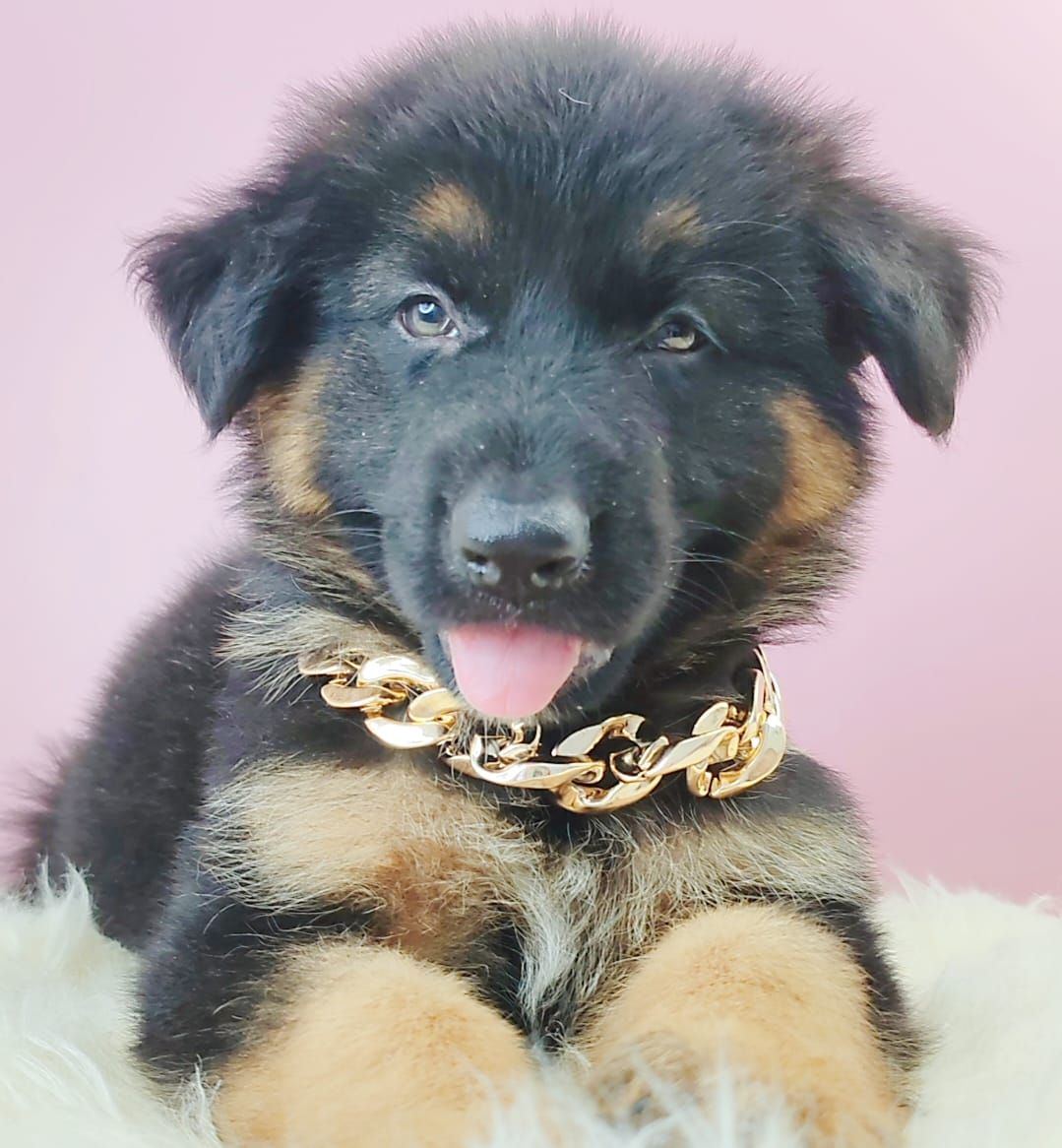 German Shepherd 德国牧羊犬