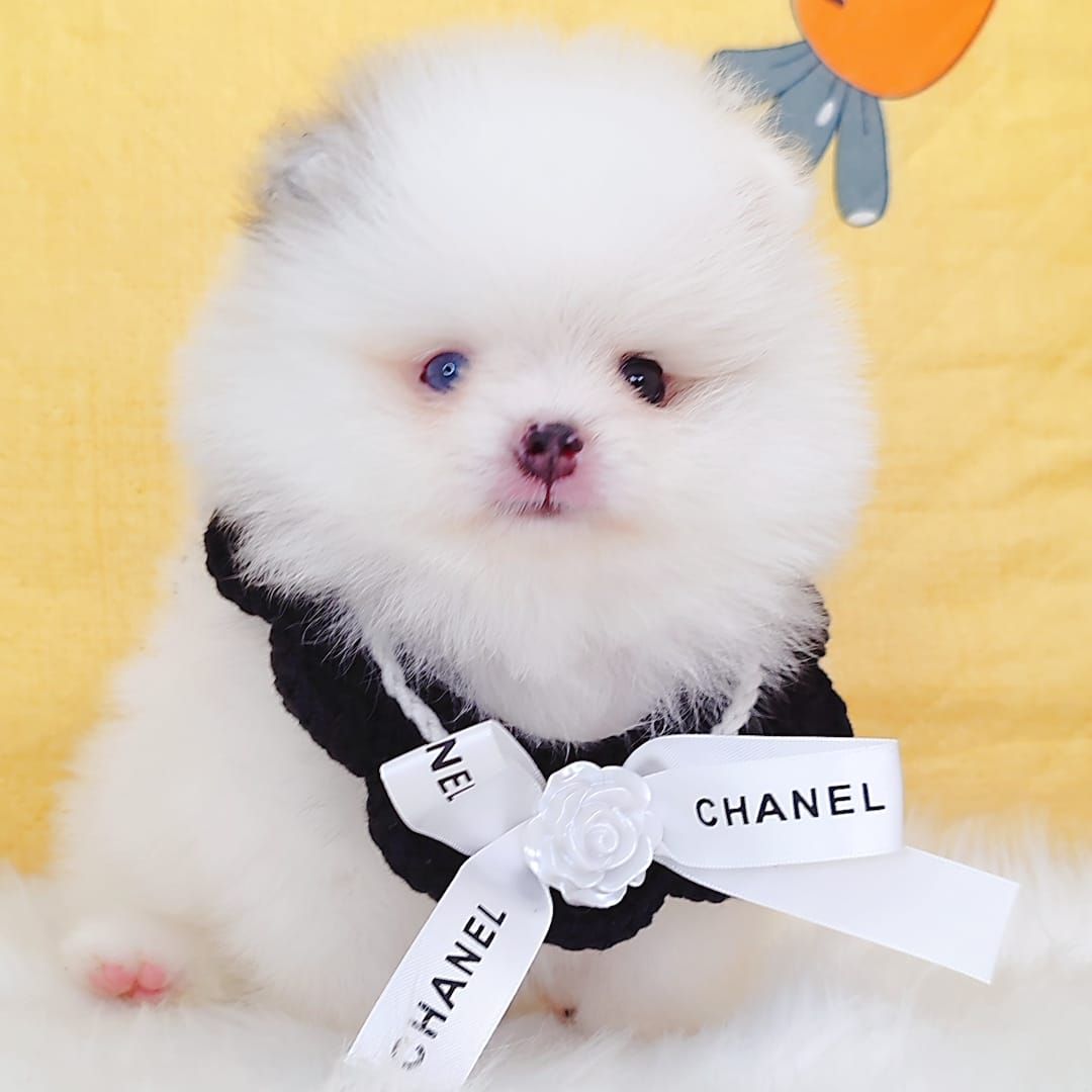Pomeranian 博美