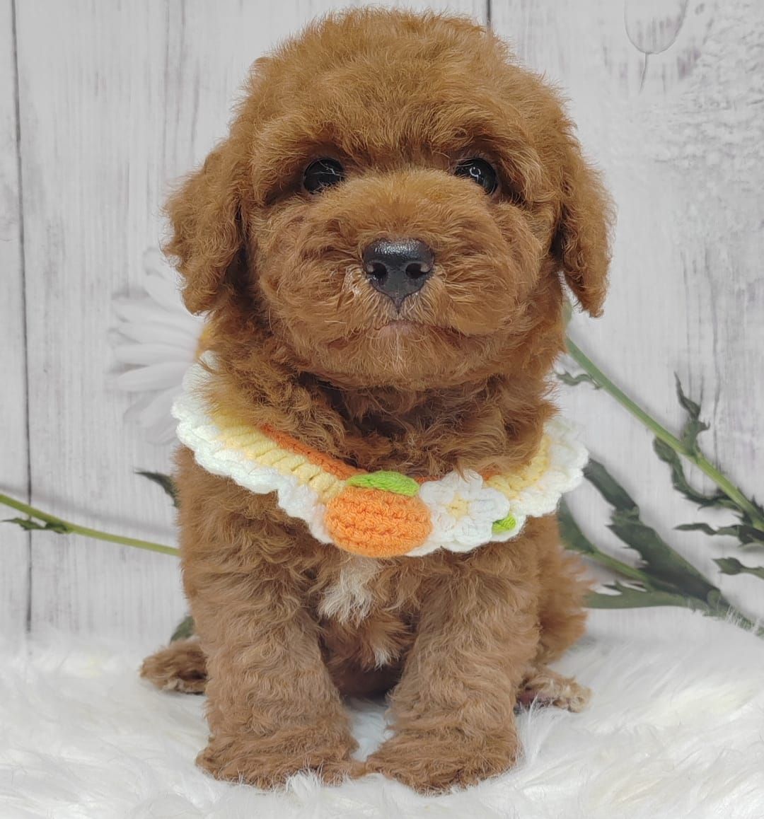 Poodle 娉拌开璐靛