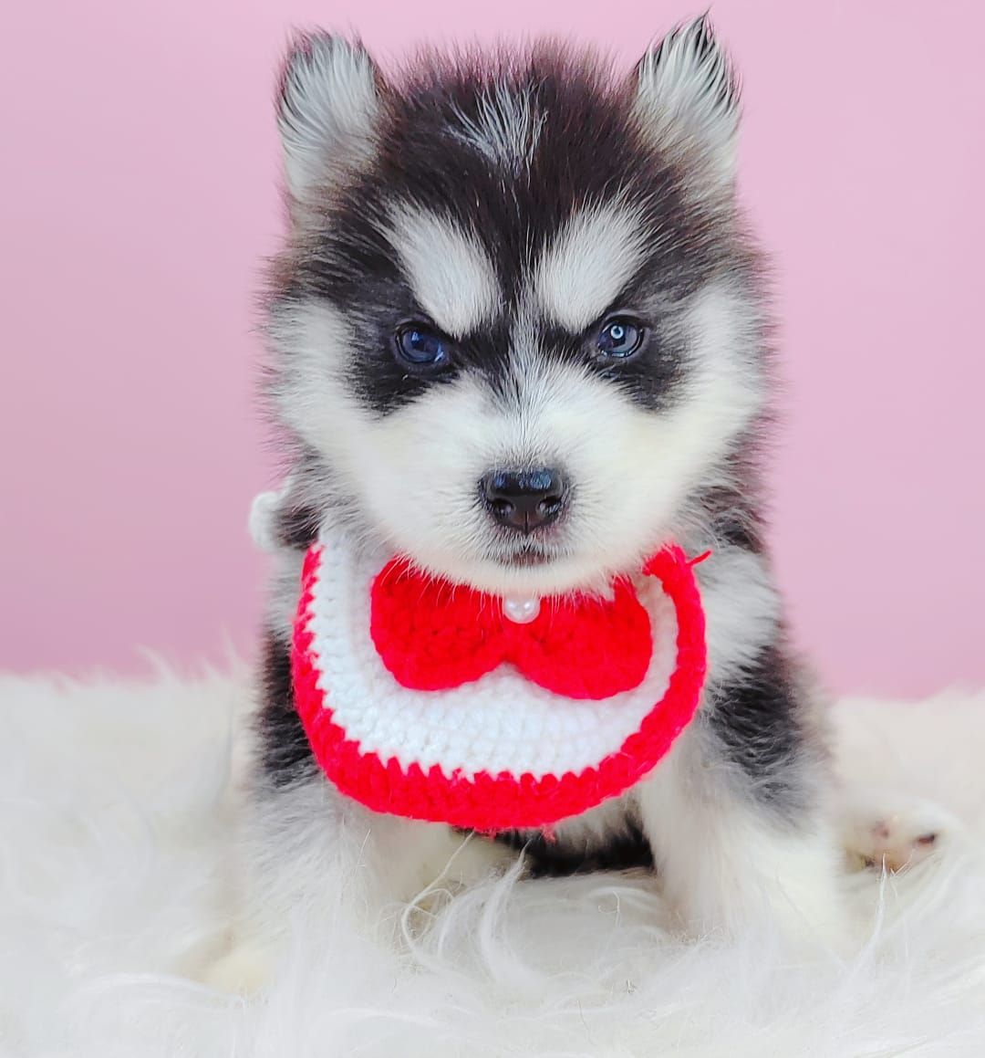 Pomsky 博士奇