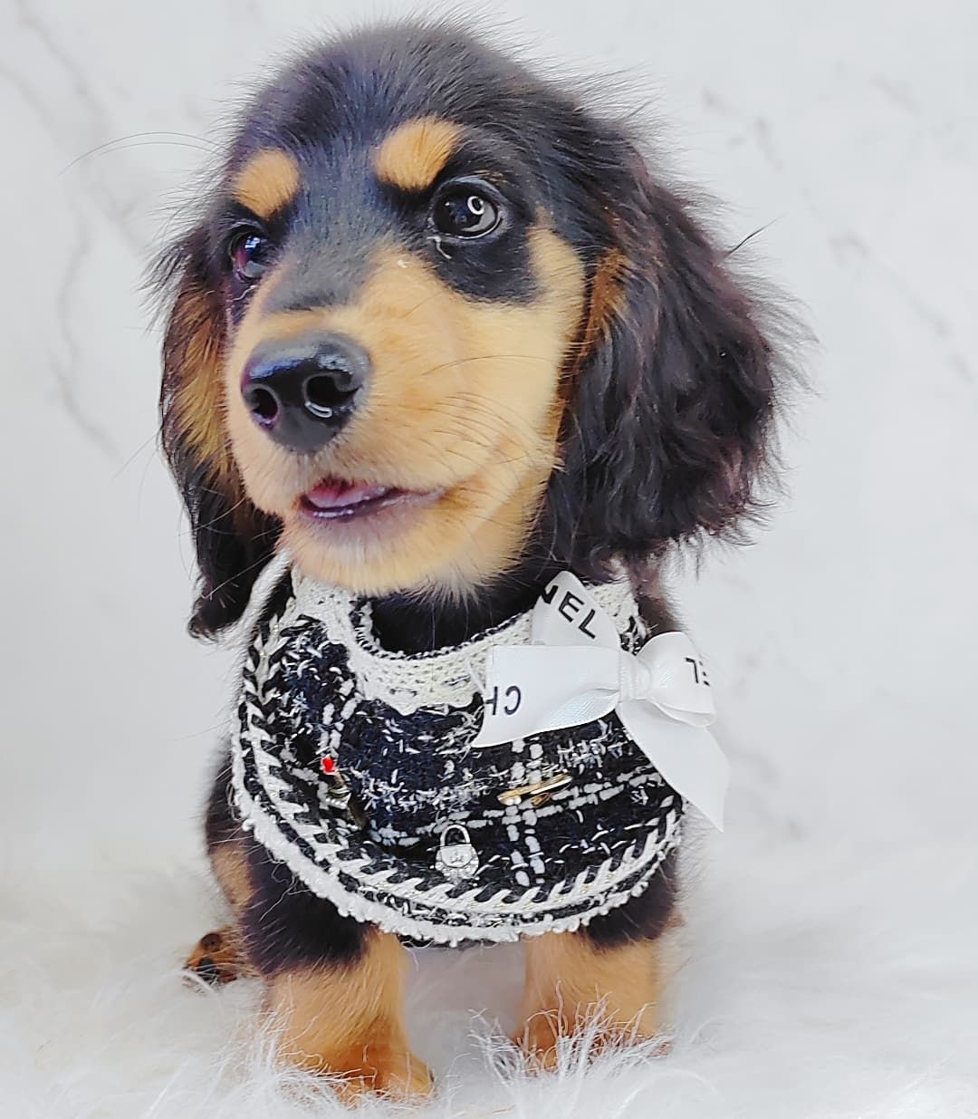 *Long coat* Dachshund  长毛腊肠犬