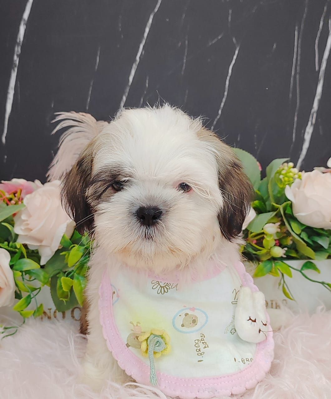 Shih Tzu 西施