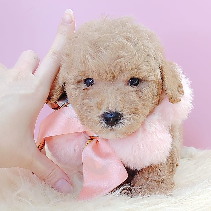 Poodle 娉拌开璐靛