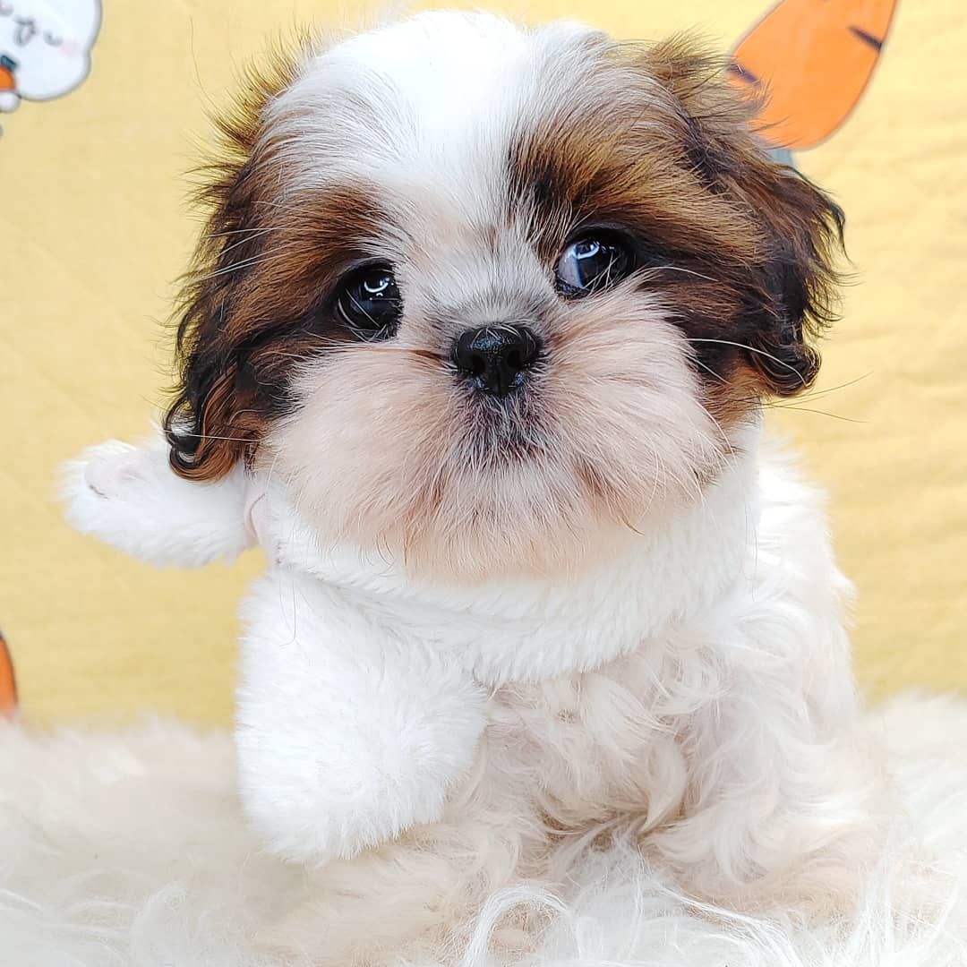 Shih Tzu 西施