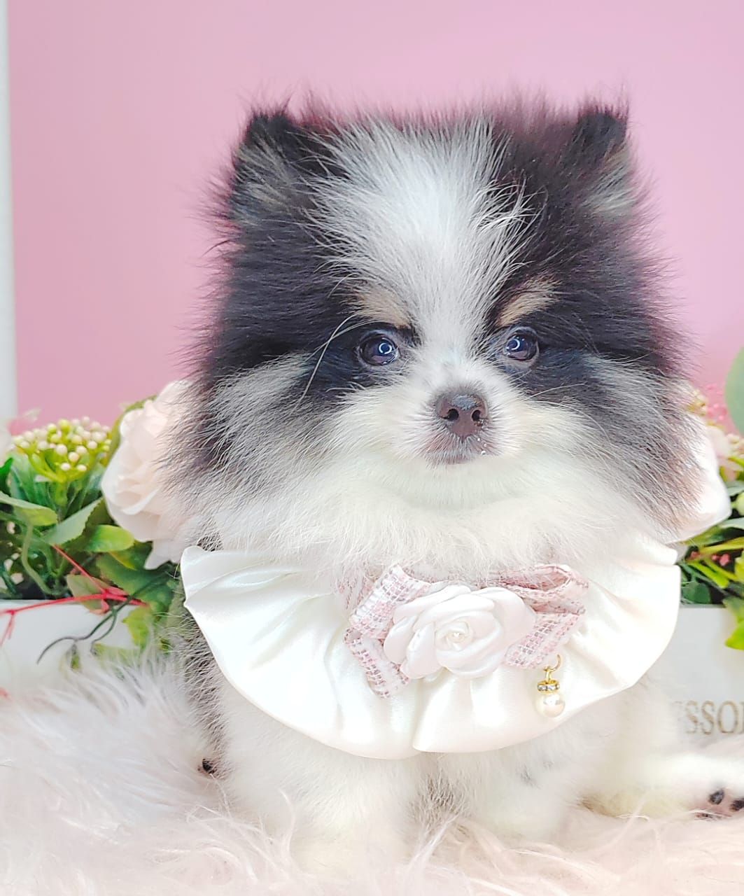 Pomeranian 博美