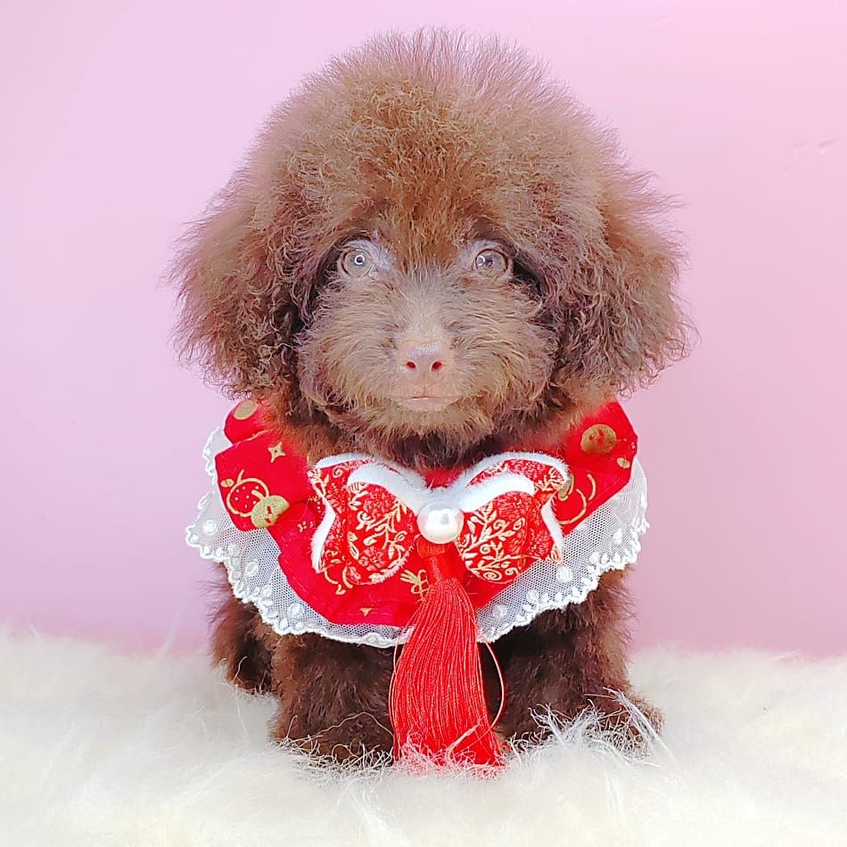 Poodle 娉拌开璐靛