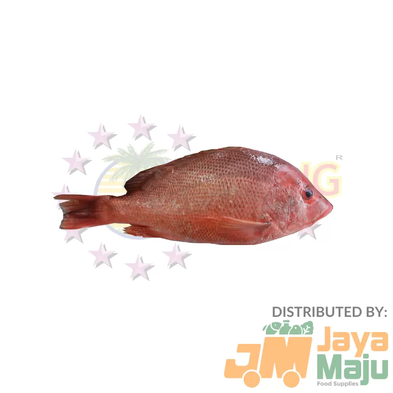 IKAN MERAH / RED SNAPPER