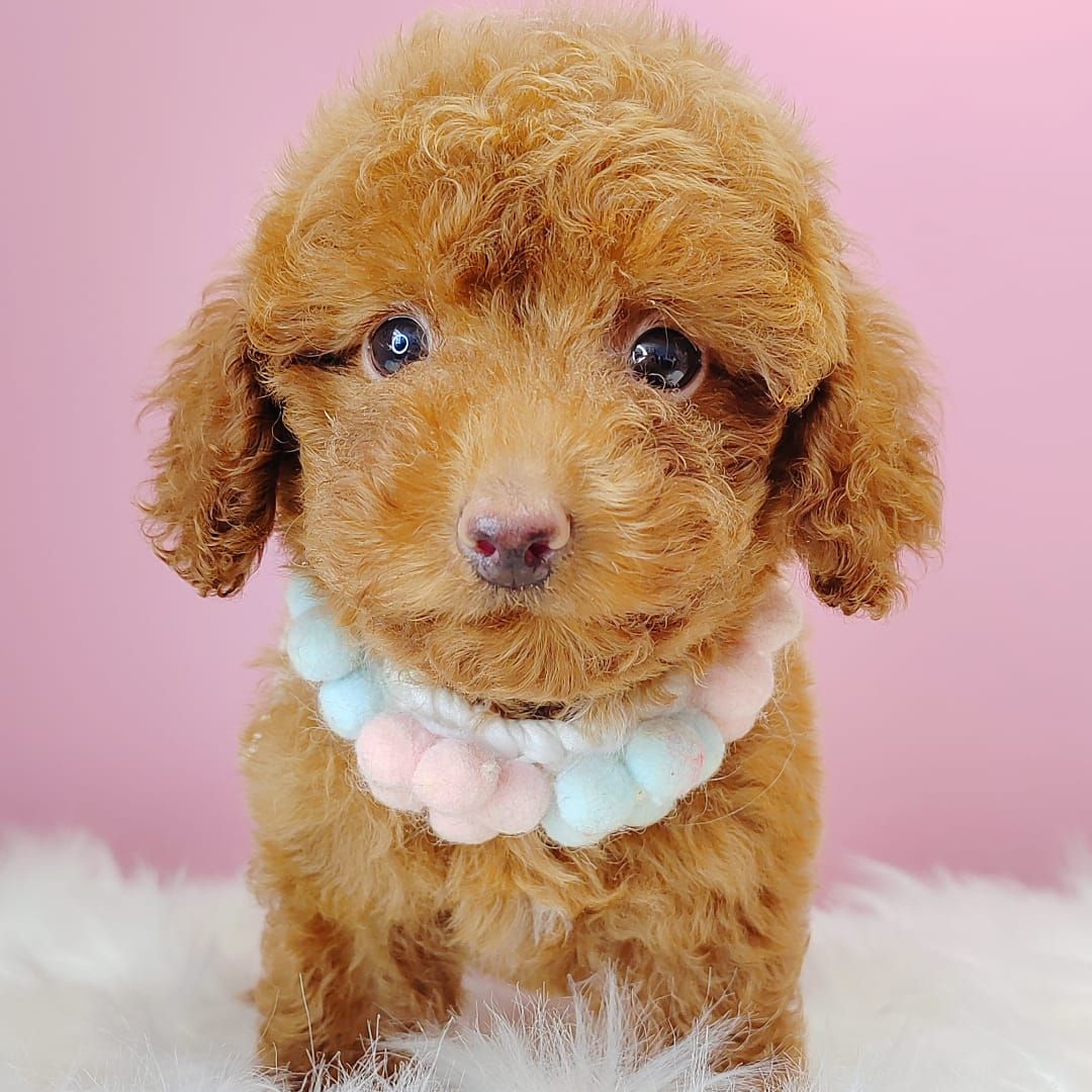 Poodle 娉拌开璐靛