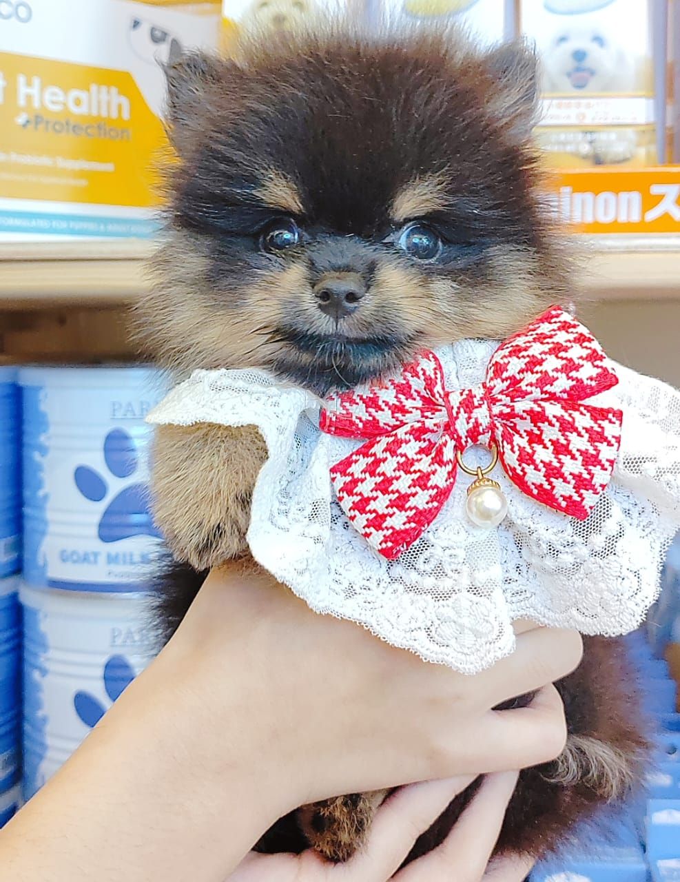 Pomeranian 博美