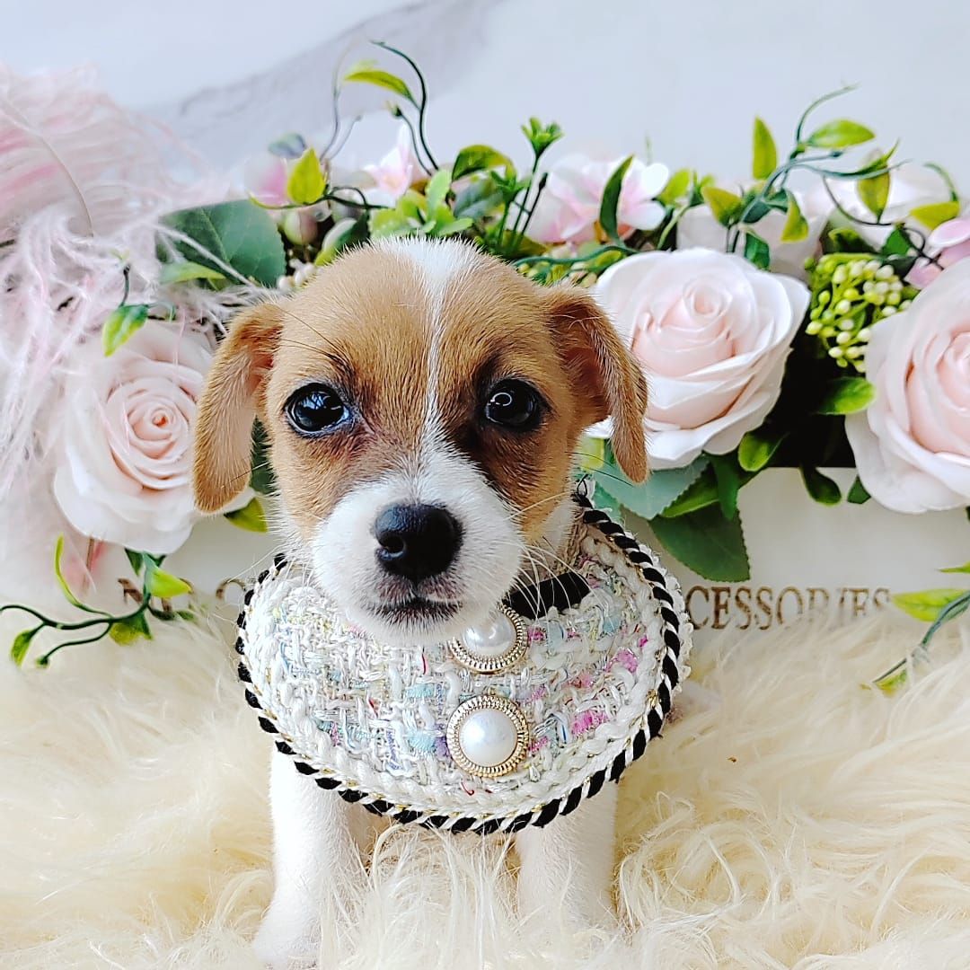 Jack Russell Terrier 杰克罗素梗