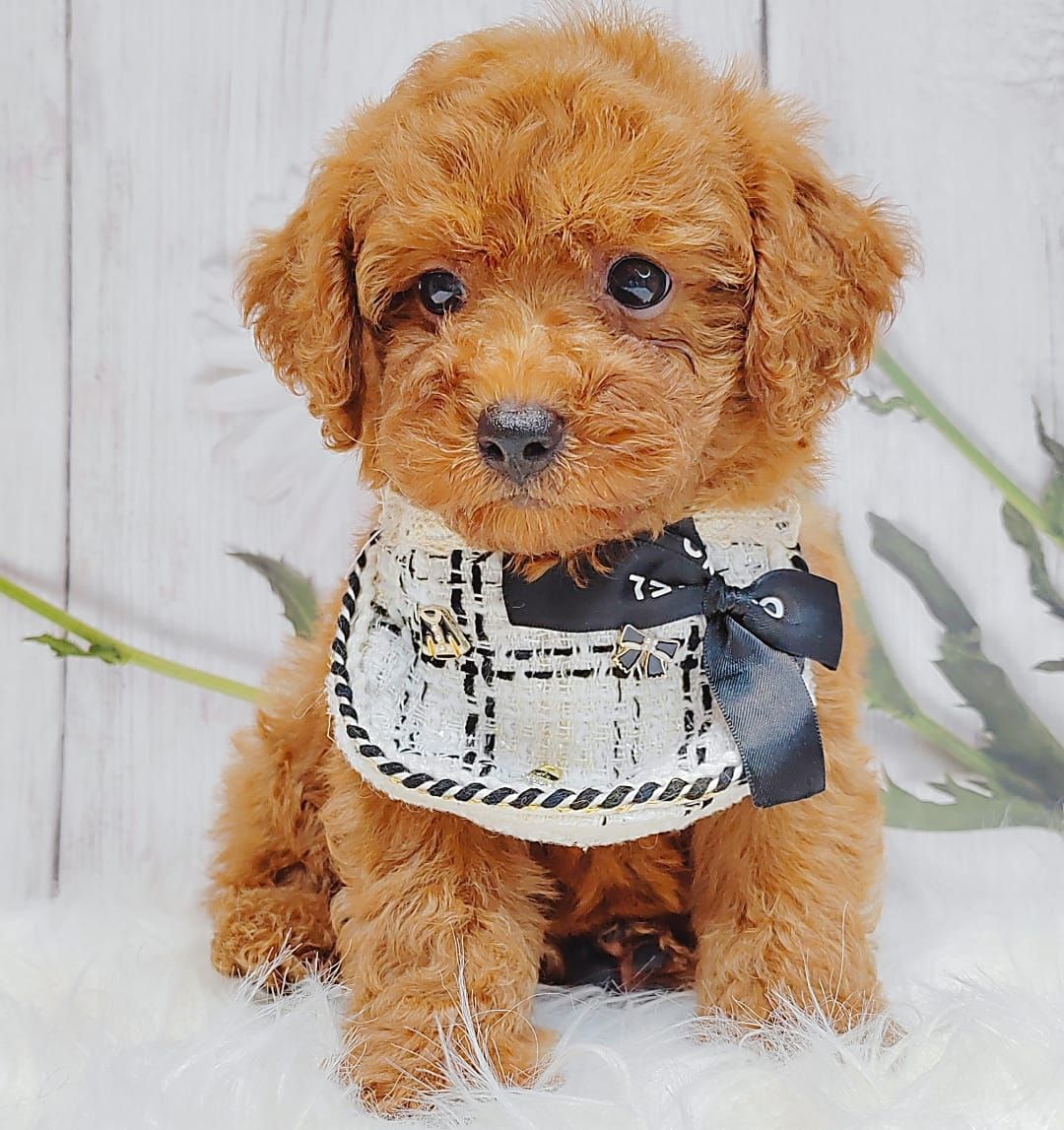 Poodle 璐靛娉拌开