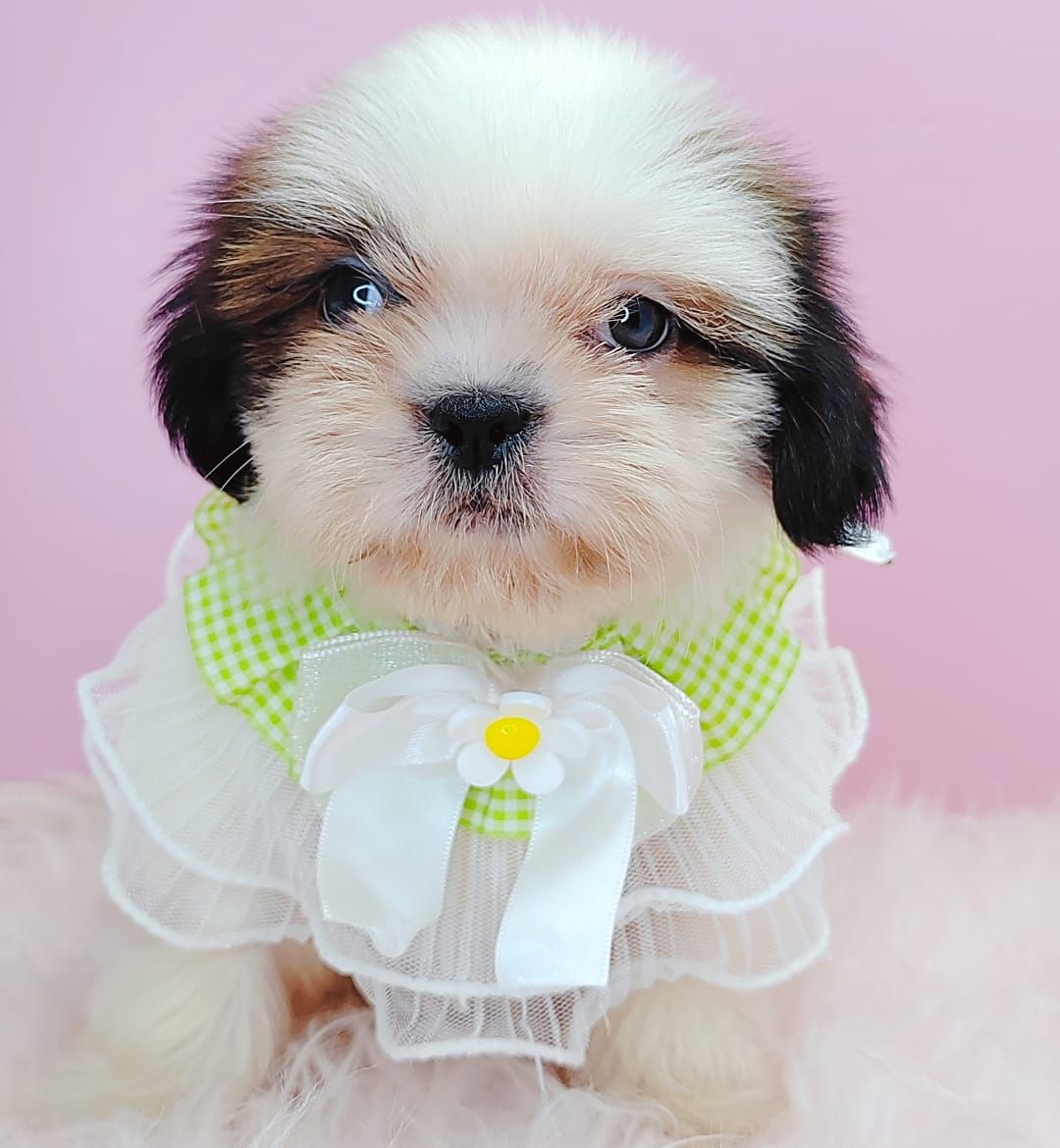 Shih Tzu 西施
