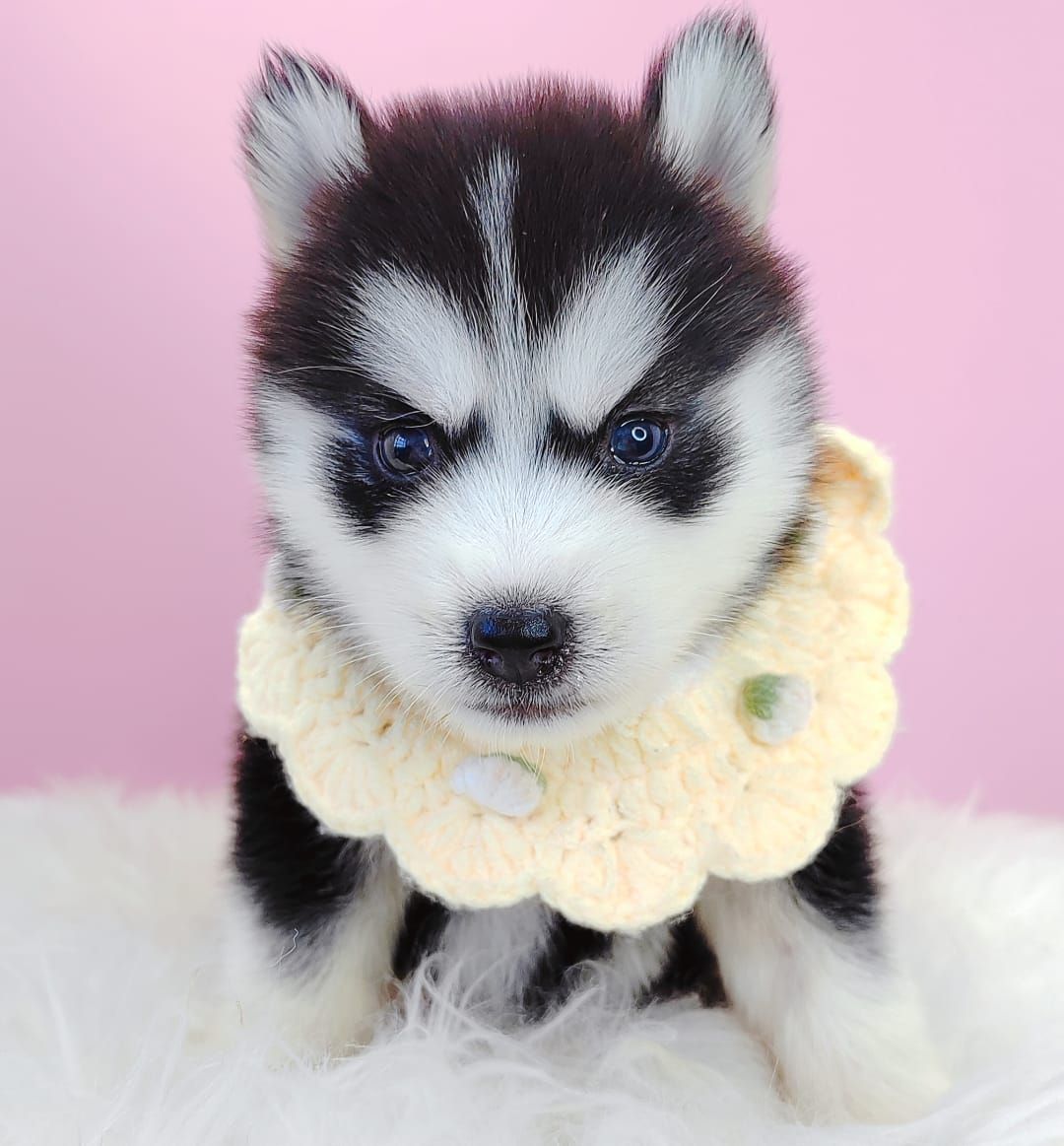 Pomsky 博士奇