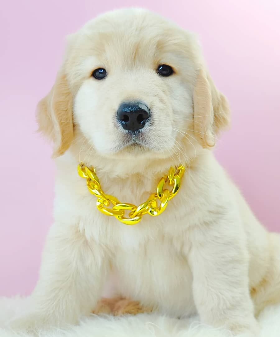 Golden Retriever 黄金猎犬