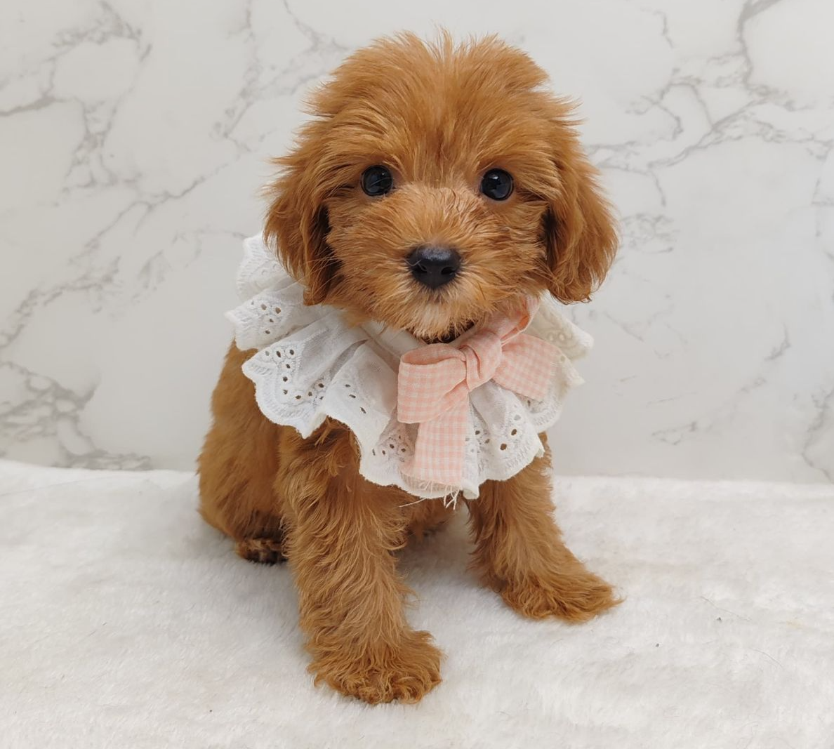 Poodle 娉拌开璐靛