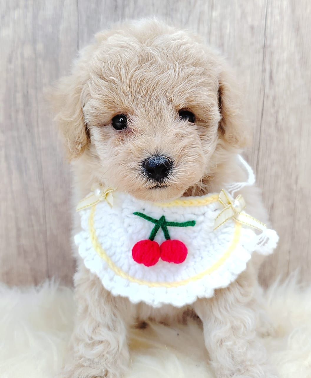 Poodle 娉拌开璐靛