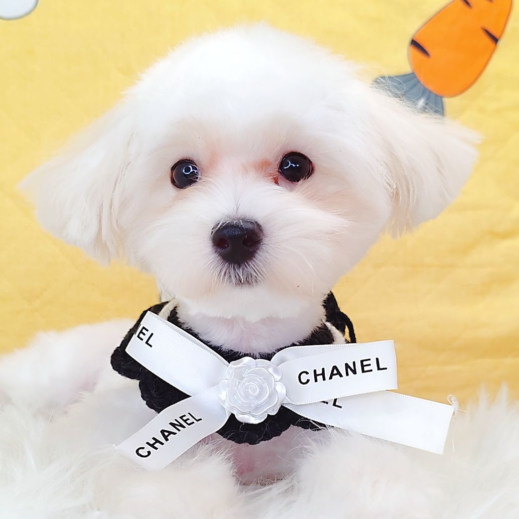 Maltipoo 马尔泰迪