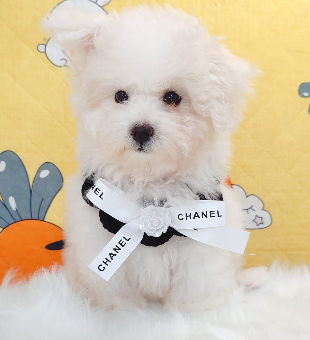 Poochon 泰迪熊