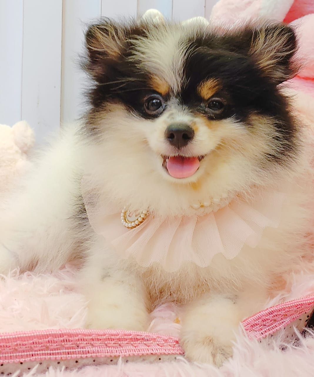 Pomeranian 博美