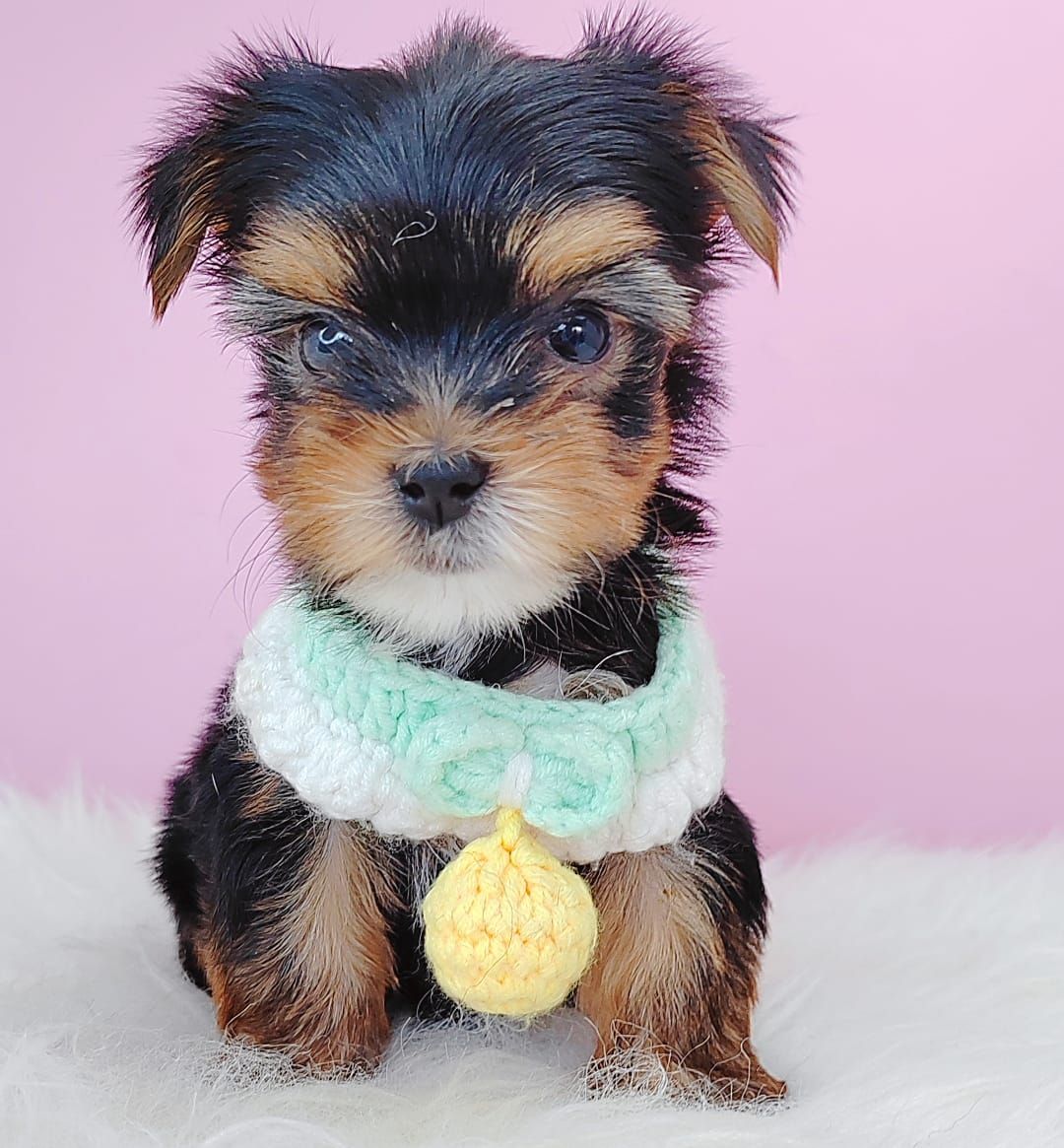 Yorkshire Terrier 约克夏