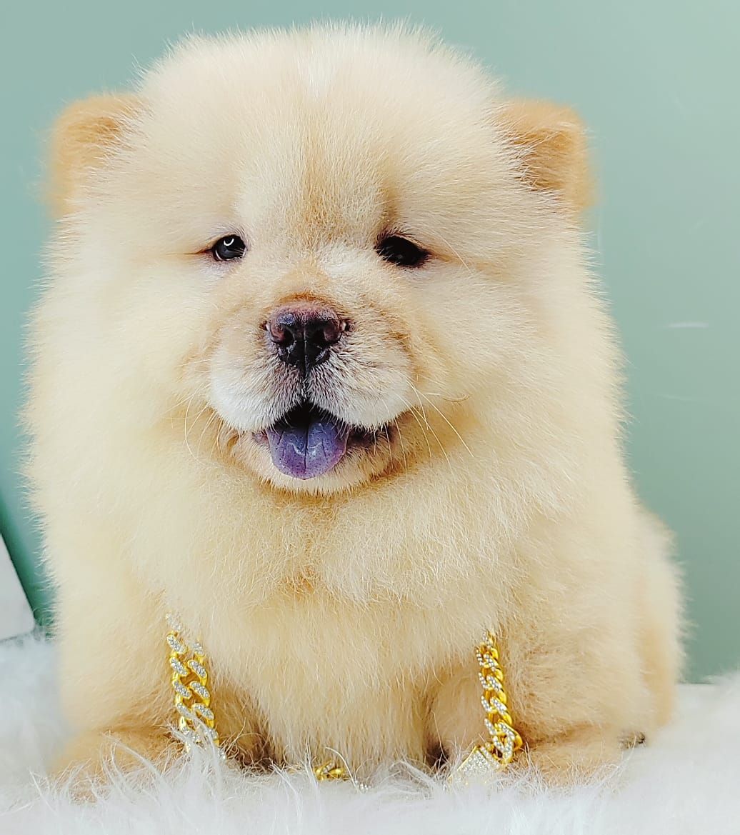 Chow Chow 松狮犬