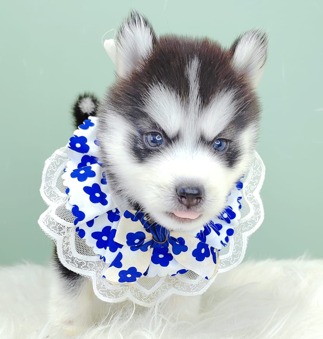 Pomsky 博士奇