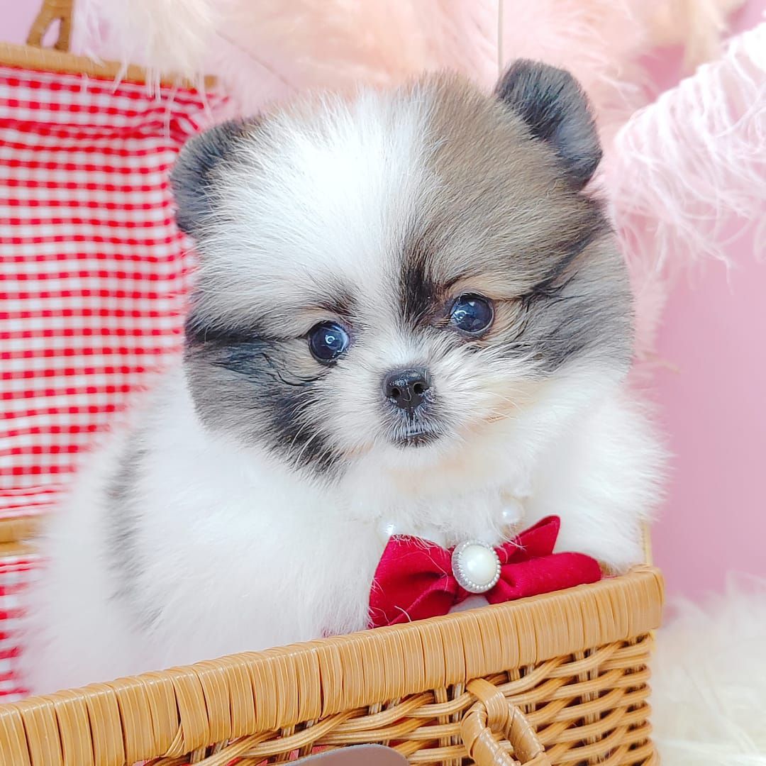 Pomeranian 博美