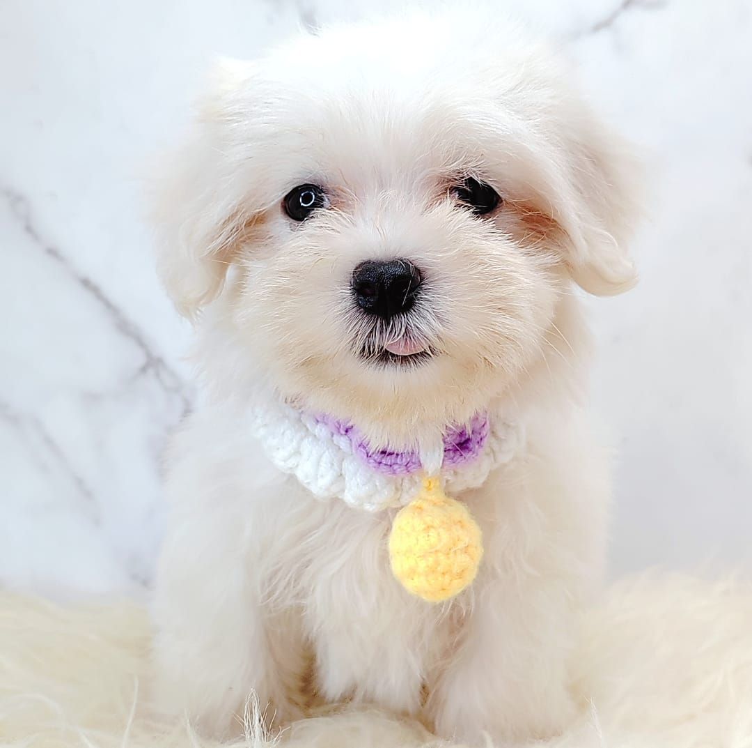 Maltese 马尔济斯