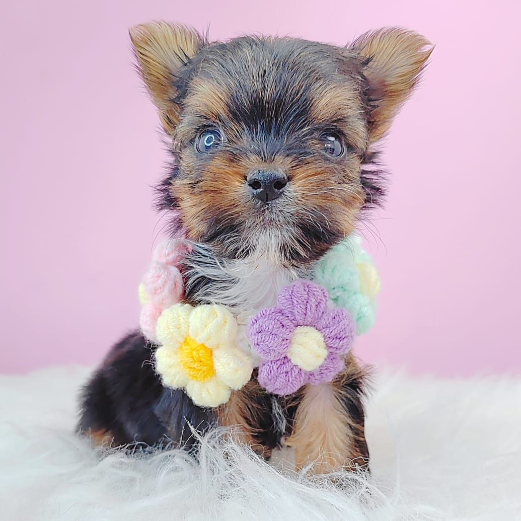Yorkshire Terrier 约克夏