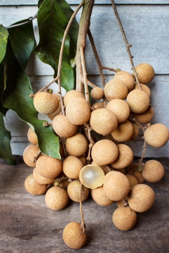 LONGAN 