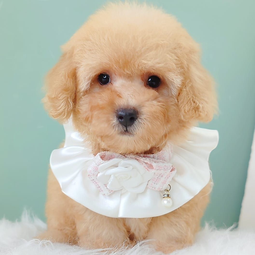 Poodle 娉拌开璐靛