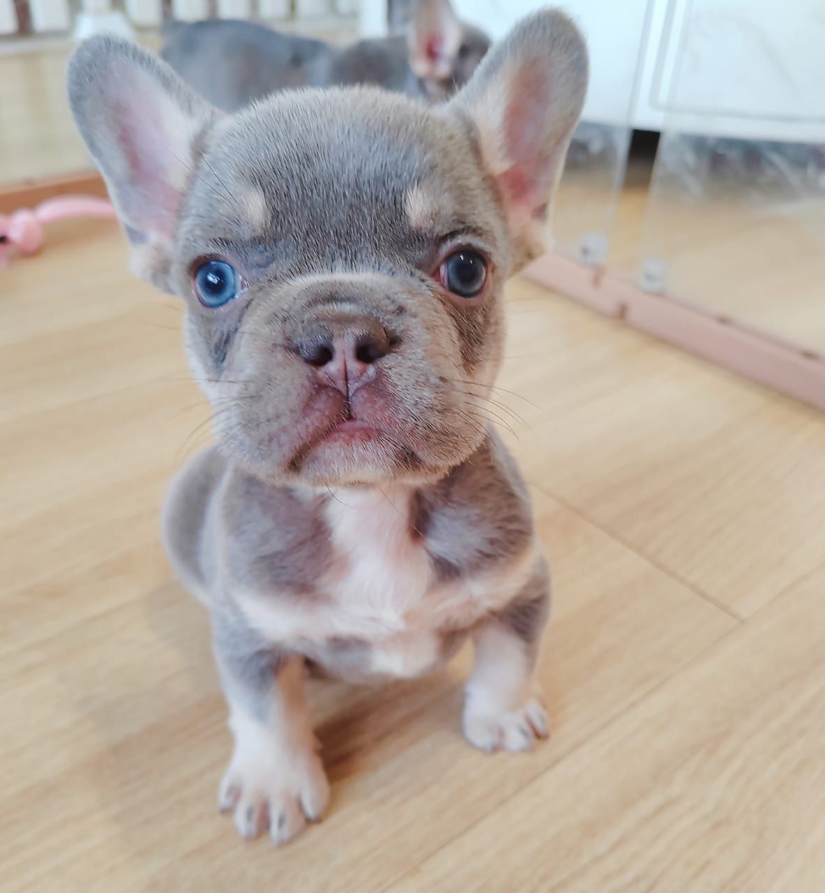 French Bulldog 法斗