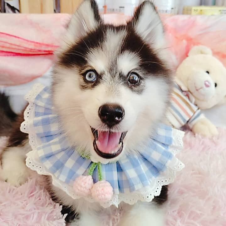 Wooly Husky 哈士奇