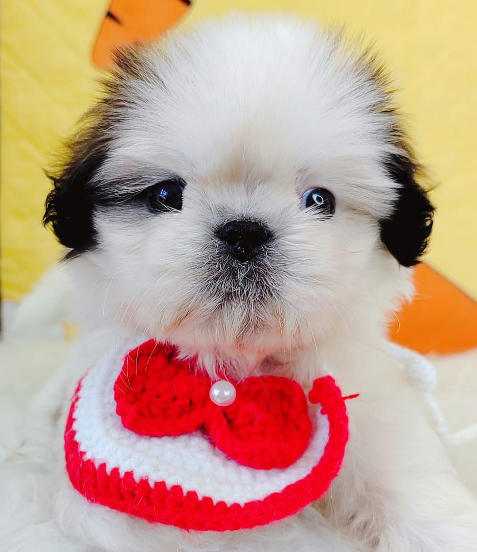 Shih Tzu 西施
