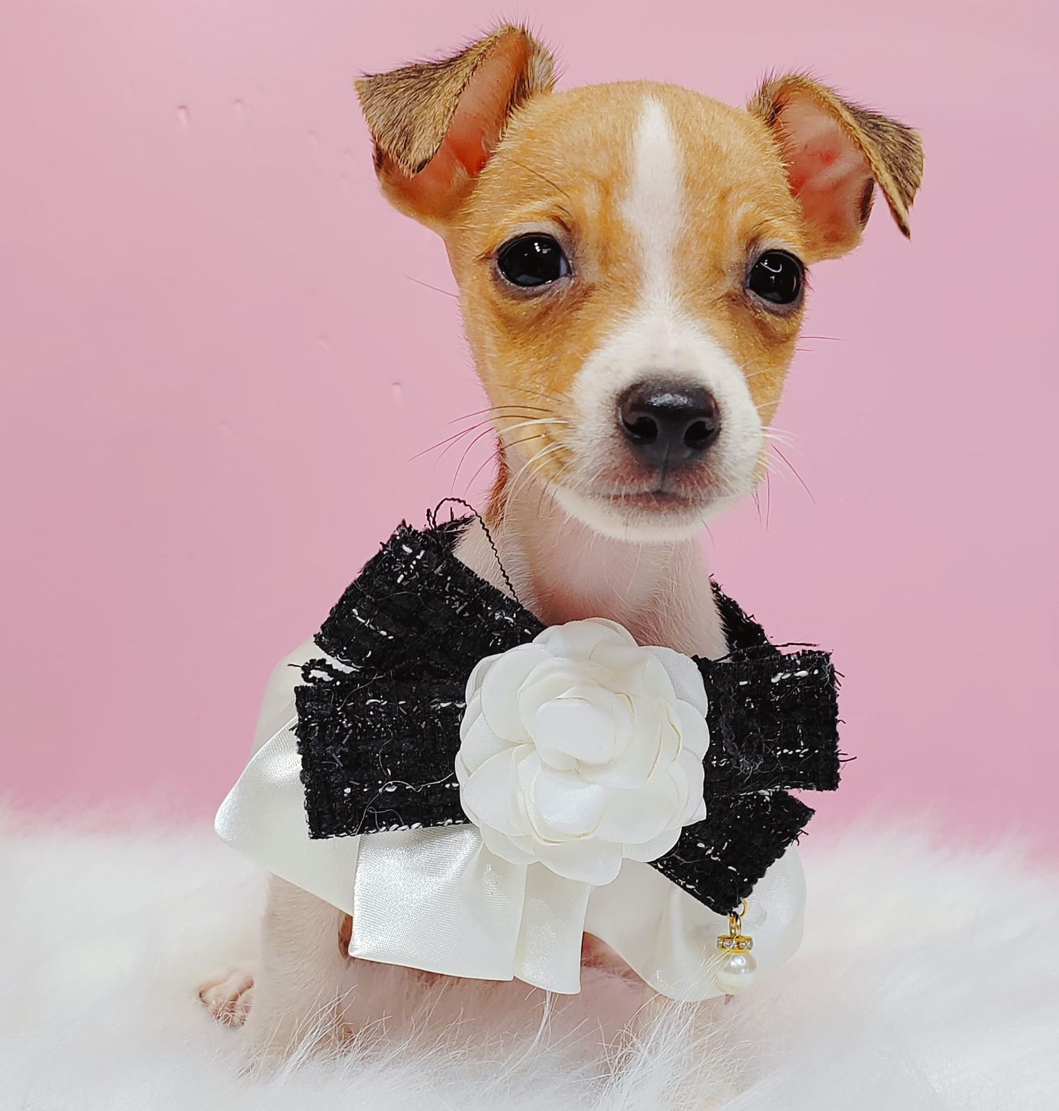 Jack Russell Terrier 杰克罗素梗