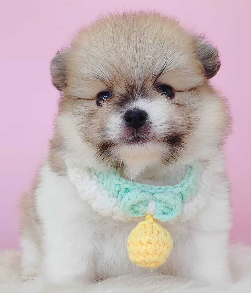 Pomeranian 博美
