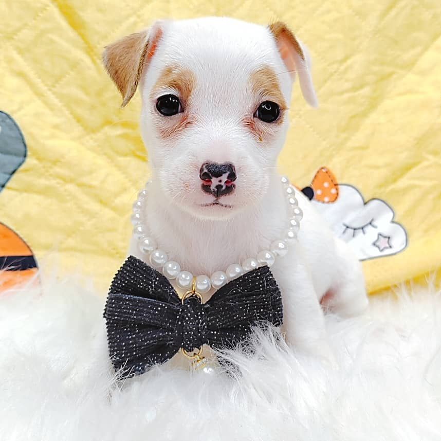 Jack Russell Terrier 杰克罗素梗