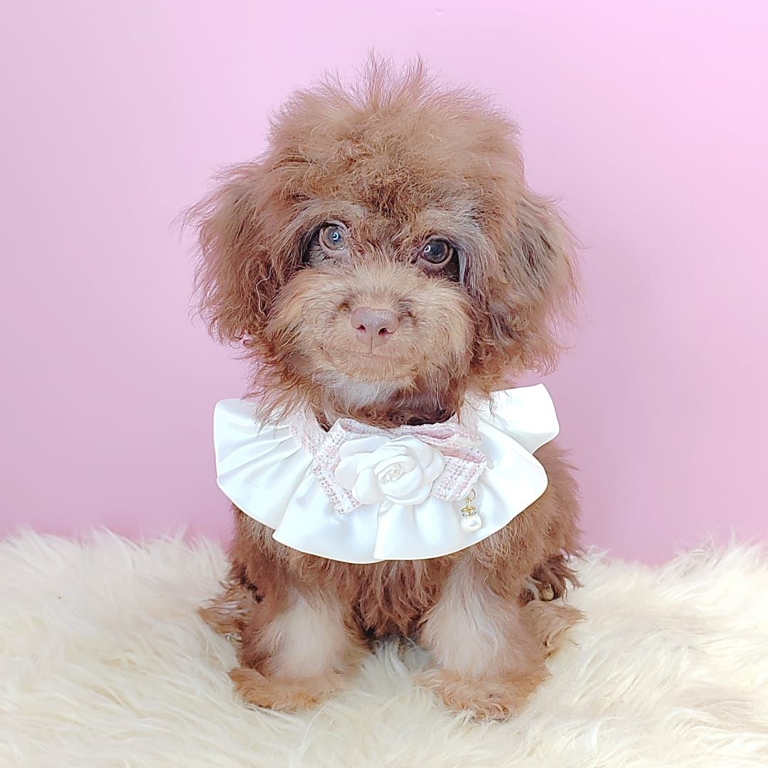 Poodle 娉拌开璐靛