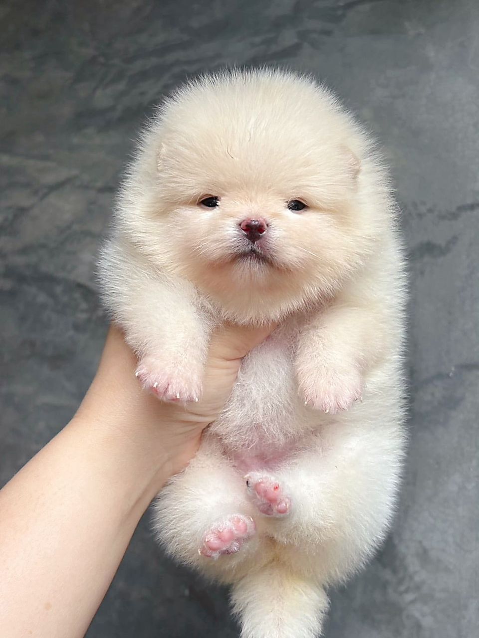 Pomeranian 博美