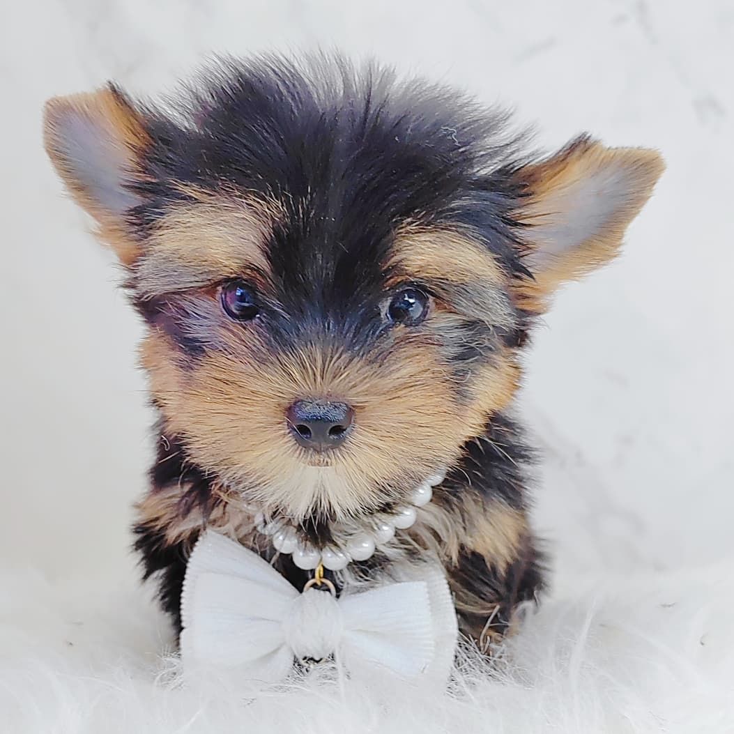Yorkshire Terrier 约克夏