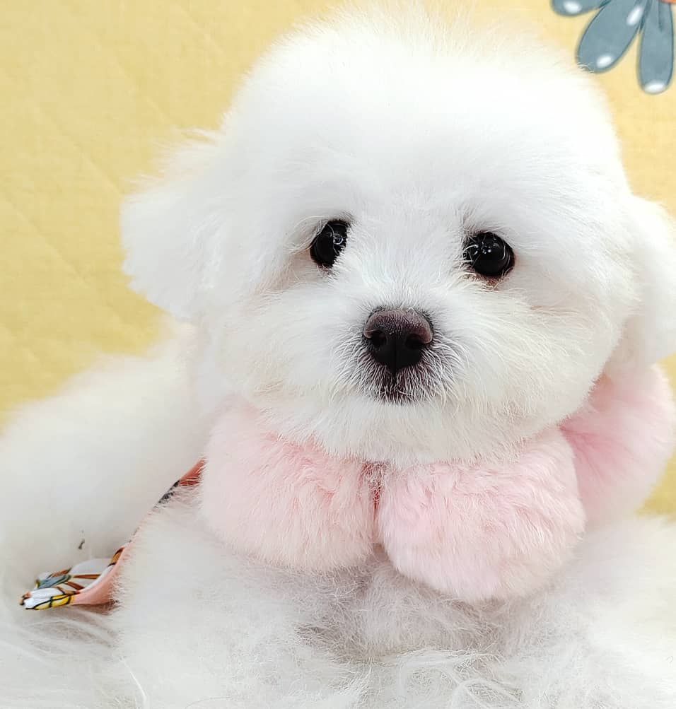 Poodle 娉拌开璐靛