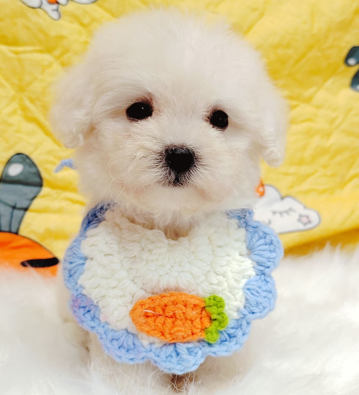 Maltipoo 马尔泰迪