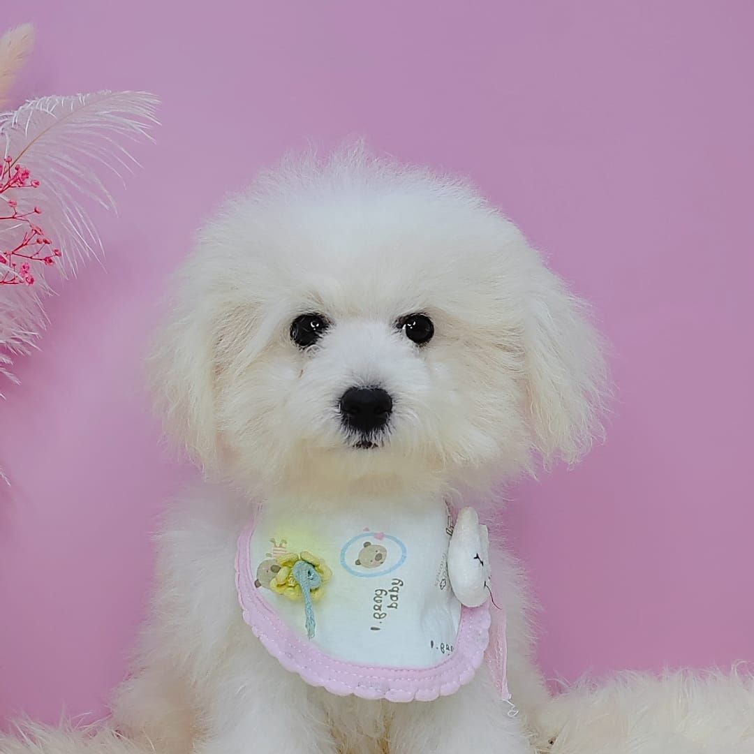 Maltipoo 马尔泰迪