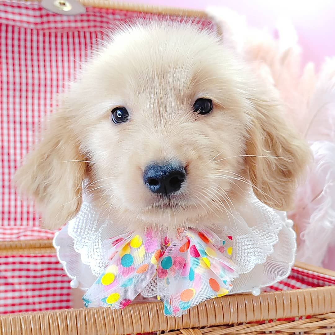 Golden Retriever 黄金猎犬
